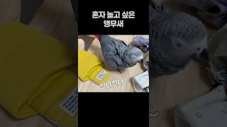 혼자 놀고 싶은 앵무새  회색앵무 잠바