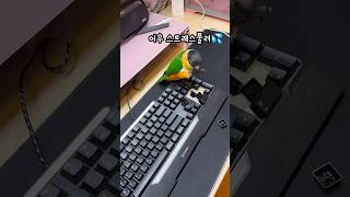 ⌨️앵무새가 스트레스 푸는 법 #shorts #parr…