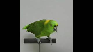아마존앵무새가 부른 '아빠 힘내세요'｜말하는 앵무새의 힐링 라이브｜ATS반려동물훈련학교