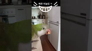 달달메론 빠른혀놀림 #앵무새 #퀘이커 #parrot #메론먹기#혀놀림