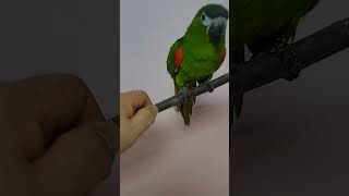 한스마카우 앵무새