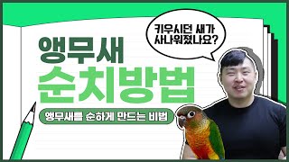 [앵무새키우기]앵무새를 쉽게 순치시키는 방법 궁금하셨죠…