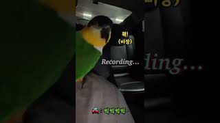 앵무새의 자동차 따라잡기 2탄 #shorts #parr…