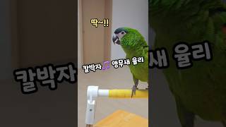 노래는 칼박이지 #말하는앵무새 #한스마카우 #앵무새율리