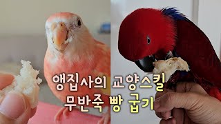 뉴기니아와 추초앵무를 키우려면 이것까지 해야됩니다