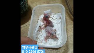 퀘이커분양합니다코뉴어분양 010 2296  5701