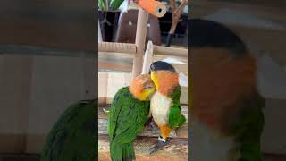 흑반이랑 손 꼭 잡고 레슬링 한판#birds #bird…