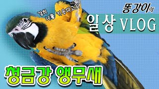 파괴의신 청금강앵무새의 매력에 빠져보아요