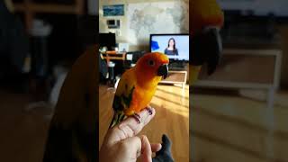 노래 장단 맞추는 썬코뉴어 ㅎㅎ