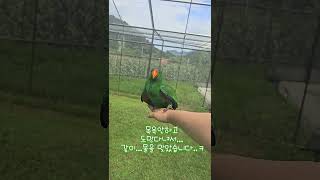 아마조나 또 다녀온 뉴기니아앵무새 크롱이  #뉴기니아 …