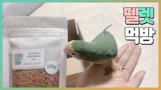 [만쥬] 세젤귀 만쥬의 펠렛 도전기