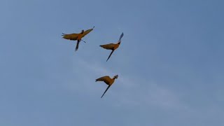 청금강앵무새 자유비행