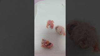 카이큐 앵무새 셋째가 건강하게 부화했어요