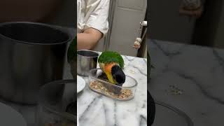 자기 전 알곡 타임 #pets #birds #parro…