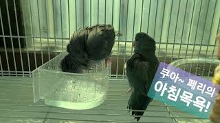 유리앵무 :: 불꽃튀기는 아침 목욕! 앵무새는 깨끗한 …