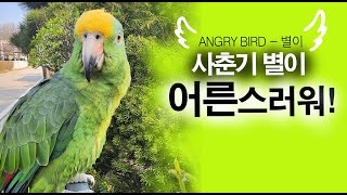 어른 스러워 / 앵무새의 사춘기 / 앵무새가 개콘보다 더 웃기다!!  / 사람과 대화 가능앵무새 / ANGRY BIRD