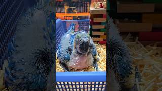 30일된 청금강 아이들이예요. #birdslover #…