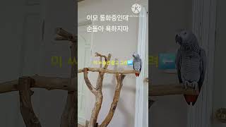 앵무새ㅡ순돌아 이모 통화중인데 방해하지마