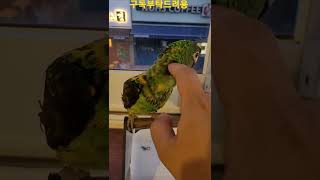 머리 긁어달라고하는 쟈딘앵무새 #shorts