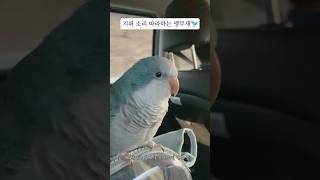 지퍼 소리 따라하는 앵무새