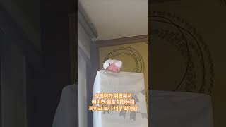 화나서 소리지르는 오복이 #앵무새 #갈라코카투 #parrot #birds