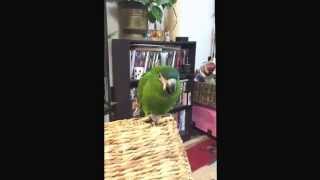 My Hahn macaw dancing and sing…