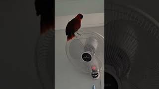 뉴기니아 앵무 공주(소니)의 근황 소식이에요