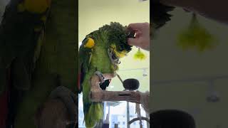 머리 긁어주니 너무 행복한 아마존앵무 키키#amazon