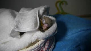 [코뉴어/루리] 아기는 숙면중