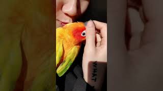 sunbathing sunconure 일광욕 하는 썬코…