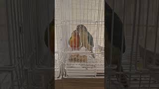 #앵무새분양 #인천개냥새#코뉴어#앵무새키우기#모란앵무