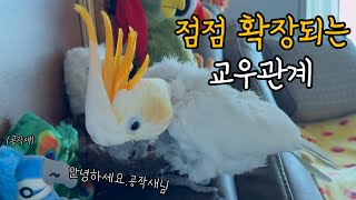 엄마의 저혈압 치료제 / 애니메이션 실사 앵무새 #김로…