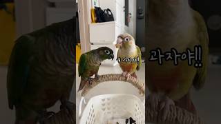 과자 하나에 깨진 앵무새 형제의 평화