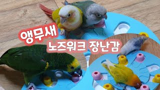 앵무새 포레깅 노즈워크 장난감 리뷰