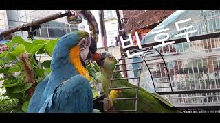 양보 없는 앵무새