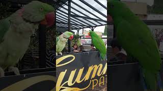 그레이트오션로드에서 만난 앵무새 꽃단장하는건지 가려운건지