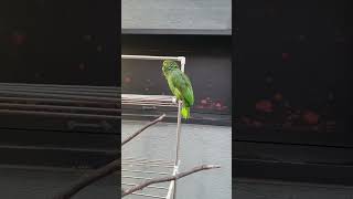 앵무새가 부르는 오페라(feat.조수미)