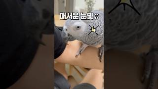 밥도 먹지말고 자기만 보라는 앵무새  회색앵무 잠바
