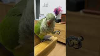 앵무새가 복숭아를 먹는 방법 #앵무새 #퀘이커앵무새 #parrot #반려조