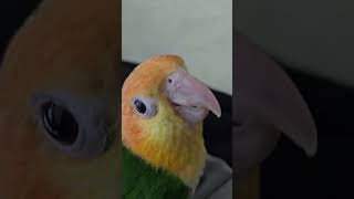 카메라가 신기한 아기앵무새 #노란머리카이큐 #앵무새 #parrot
