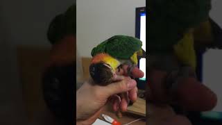 노랑머리 카이큐 앵무새의 부비부비