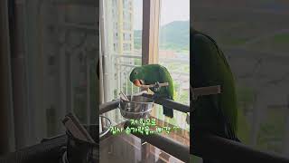 아기 뉴기니아 크롱이 뜯뜯, 포레깅 일상   #뉴기니아 #parrot  #뉴기니아앵무 #birds #뉴기니아앵무새 #반려동물 #parrotlover #cute