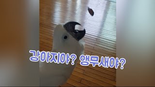 강아지야 앵무새야? 앵무새 키우고 싶어지는 영상 #앵무…