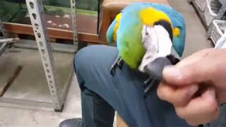 청금강 앵무새 하늘이 밀양 태광농원