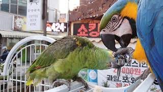 앵무새 청금강 아마존 볼트 너트 쟁탈전