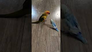 썬코뉴어~ 모란앵무야 귀찮게하지마! 