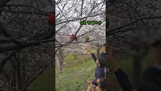 벚꽃 사이에 앵무새가 나타난다면? feat. 동물원에서 탈출한거 아닙니다