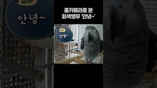 홈카메라로 본 앵무새 '안녕~~'  회색앵무 잠바