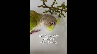 먹지마세요. 피부에 양보하세요!#코뉴어일상#먹지마세요#개똥#parrot