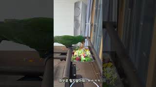 뉴기니아 크롱이 저녁 생식 타임  #뉴기니아 #parrot #뉴기니아앵무